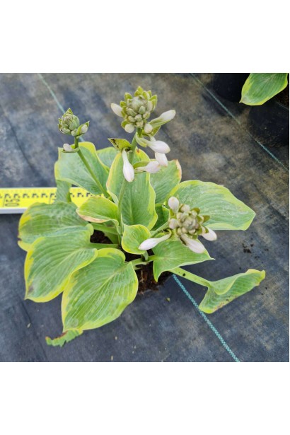 Хоста Зібольда Ауреомаргіната / Френсіс Вільямс - 3л/вис.20-30см/Ø30-40см